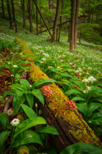 Europe, Germany, Bavaria, Aschau am Inn, Wild Garlic Field in Forest, Europe, Germany, Bavaria, Aschau am Inn, Wild Garlic Field in Forest,